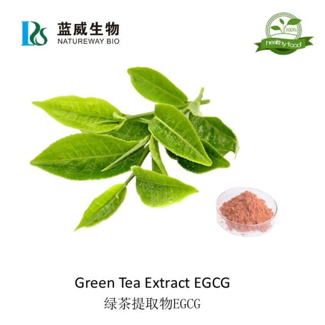 绿茶提取物EGCG